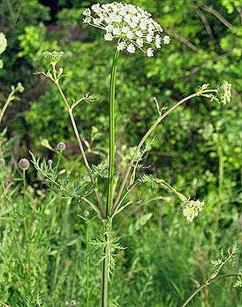 Приложение на тинктурата на Hemlock / Красота и здраве