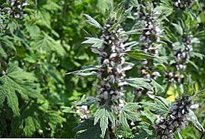 Motherwort Nalewka Korzyści i szkoda / Piękno i zdrowie