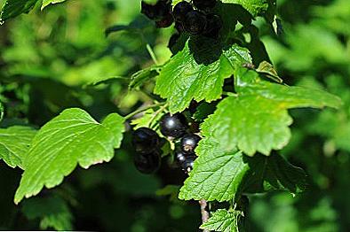 Obrada crnog ribizla od štetnika / Dom i obitelj