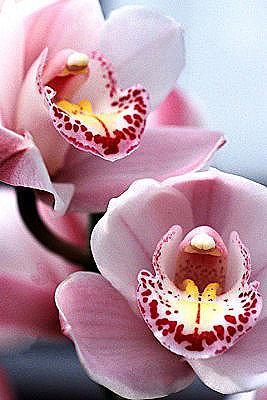 Cymbidium Orchid - opieka domowa / Dom i rodzina