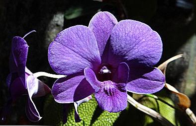 Dendrobium orchid - opieka domowa / Dom i rodzina