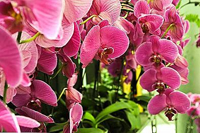 Phalaenopsis Orchid - Home Care / Dom i rodzina