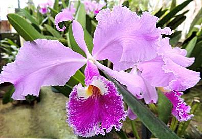 Cattleya Orchid - Opieka domowa / Dom i rodzina