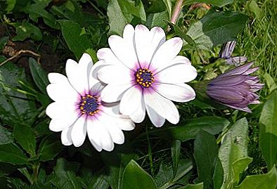 Osteospermum raste od sjemena kod kuće / Dom i obitelj