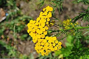 Tansy - korisna svojstva i kontraindikacije / Ljepota i zdravlje