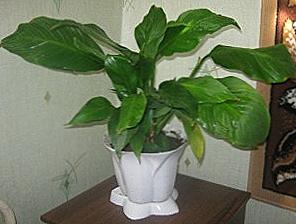 Proč spathiphyllum nekvetou? / Domov a rodina