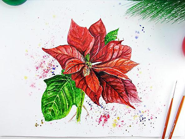 Poinsettia akvarel / Domov a rodina