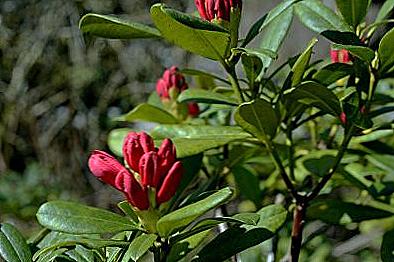 Rhododendron sadnju i njegu u otvorenom polju / Dom i obitelj