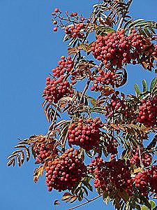 Rowan - ludowe znaki i wierzenia / Nieznane