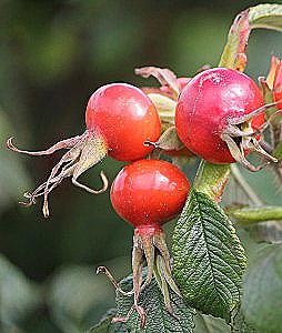 Rosehip zwiększa lub zmniejsza presję / Piękno i zdrowie