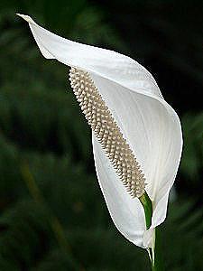 Spathiphyllum - domácí péče / Domov a rodina