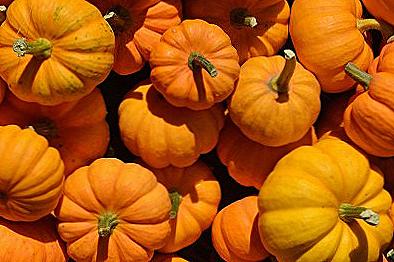 Pumpkin koristi i šteti tijelu / kulinarstvo