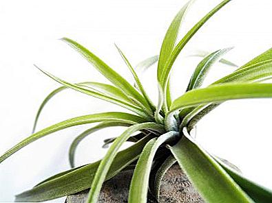 Tillandsia - domácí péče / Domov a rodina