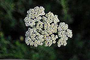 Yarrow Hair / Piękno i zdrowie