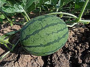Uzgoj lubenica na otvorenom terenu / Dom i obitelj