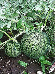 Uzgoj lubenica u stakleniku / Dom i obitelj