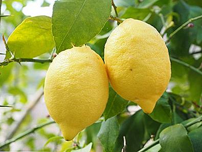 Лимонът се отглежда на открито / Дом и семейство