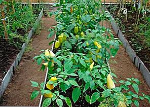 Uzgoj paprike u stakleniku / Dom i obitelj