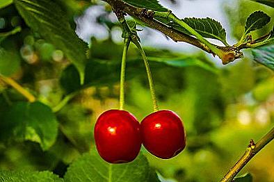 Cherry výhody a poškození zdraví / Vaření