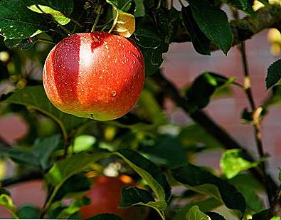 Výsadba a starostlivosť o jabĺk / Domov a rodina