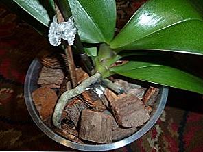 Succinska kiselina za orhideje / Dom i obitelj