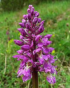 Uporaba orhideje v ljudski medicini / Lepota in zdravje