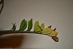 Žuto lišće Zamioculka / Dom i obitelj