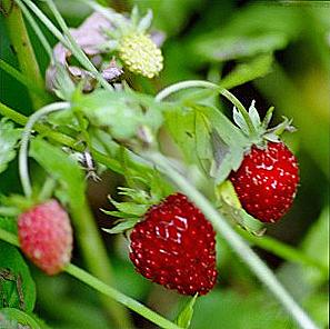 Divoké jahody - užitočné vlastnosti / Krása a zdravie
