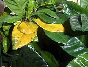 Żółte liście w gardenii / Dom i rodzina