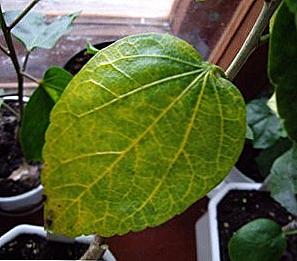 Żółte liście hibiskusa / Dom i rodzina