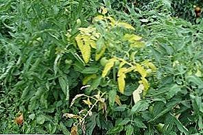 Žuto lišće u rajčicama / Dom i obitelj